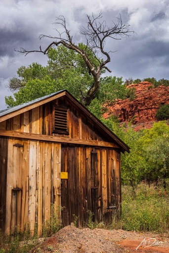 Gnarled Sentinal (12" x 18", 60lb. River Linen 2.0)