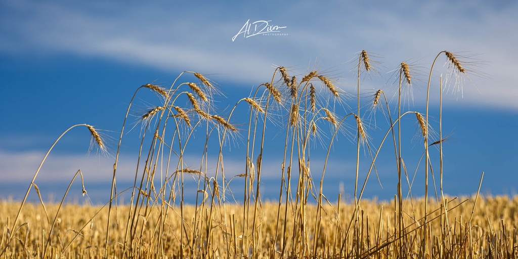 Harvest Remnants