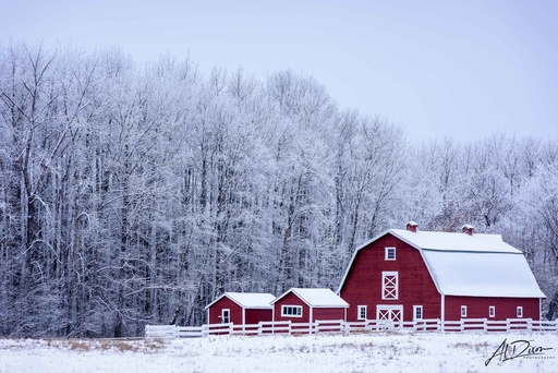 Winter Cheer